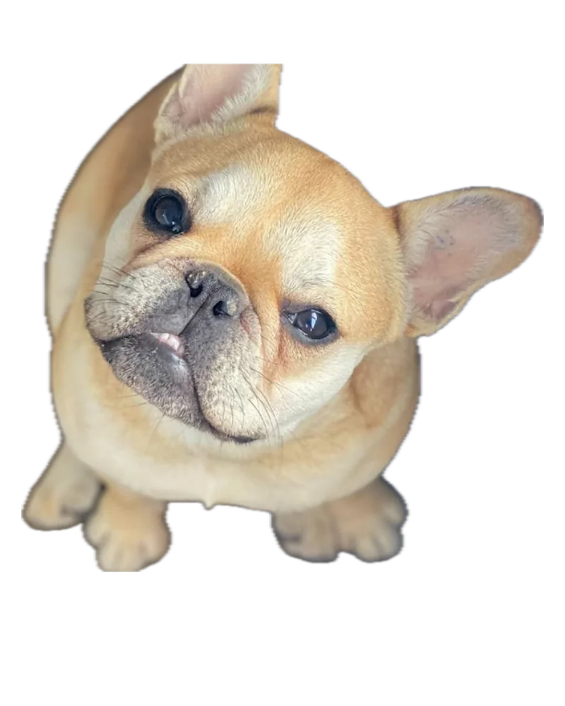 Millie the French Bulldog